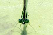 Northern Billabongfly (Austroagrion exclamationis)